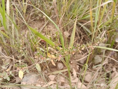 Baccharis trimera