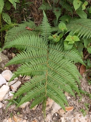 Macrothelypteris torresiana