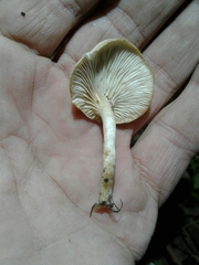 Clitocybaceae