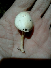 Clitocybaceae