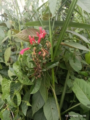 Centropogon cornutus