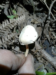 Clitocybaceae
