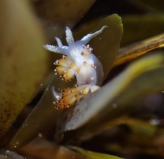 Apata pricei