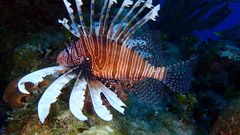 Pterois volitans