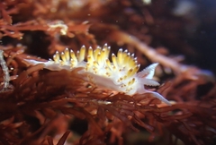 Apata pricei