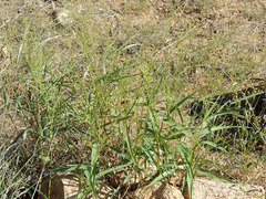 Urochloa arizonica