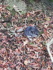 Peromyscus sonoriensis