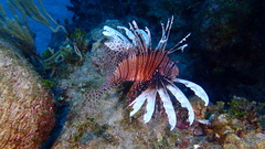 Pterois volitans
