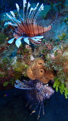 Pterois volitans