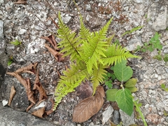 Pityrogramma austroamericana