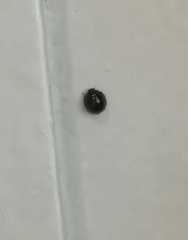 Chilocorus nigritus
