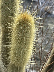 Bergerocactus emoryi