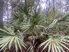 Serenoa repens
