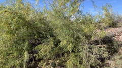 Chilopsis linearis arcuata