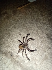 Polybetes pythagoricus