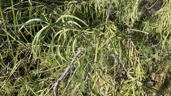 Chilopsis linearis arcuata