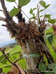 Frullania nisquallensis