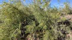 Chilopsis linearis arcuata