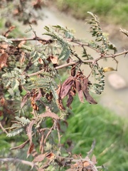 Mimosa aculeaticarpa