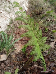 Macrothelypteris torresiana