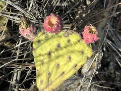 Opuntia littoralis