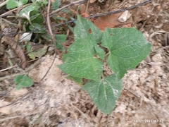 Mikania cordifolia