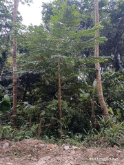 Spathodea campanulata