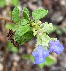 Salvia ballotiflora