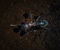 Camponotus intrepidus