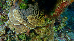 Helioseris cucullata