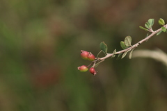 Malacomeles denticulata