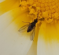 Phthiria tristis