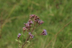 Chromolaena pulchella