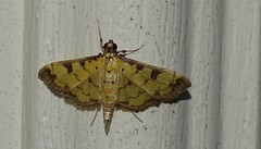 Ategumia ebulealis