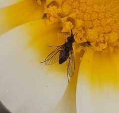 Phthiria tristis