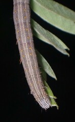 Catocala nuptialis