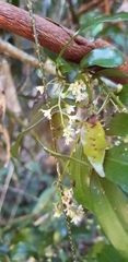 Cryptocarya laevigata