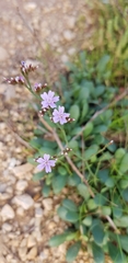 Limonium duriusculum