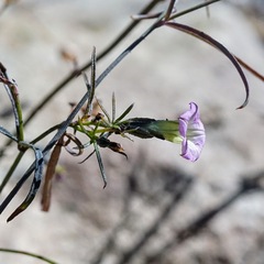 Ipomoea costellata
