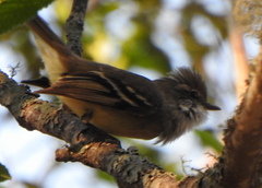 Mecocerculus leucophrys