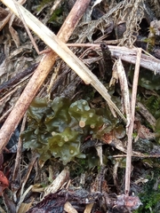 Leptogium phyllocarpum