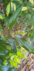 Cryptocarya laevigata