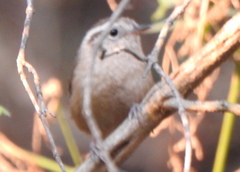 Troglodytes solstitialis