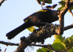 Cacicus chrysopterus