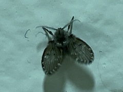 Clogmia albipunctata