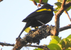 Cacicus chrysopterus