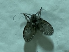Clogmia albipunctata