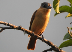 Pachyramphus validus