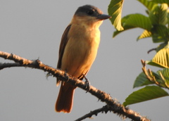 Pachyramphus validus