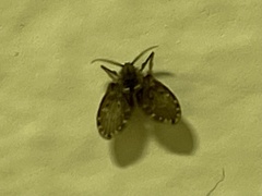 Clogmia albipunctata